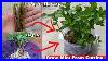 How-To-Grow-Mint-From-Cutting-Step-By-Step-Guide-01-sfd