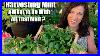 How-To-Harvest-Prune-Mint-U0026-What-To-Do-With-All-That-Mint-01-xgo